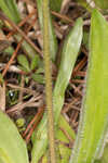 Virginia plantain